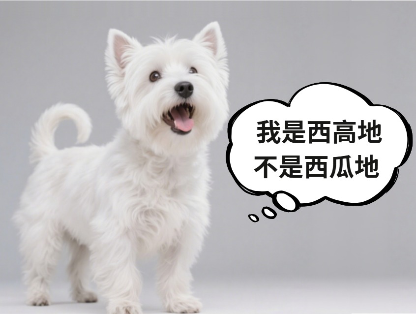西高地犬爱叫吗？包的！ - 新生家伴