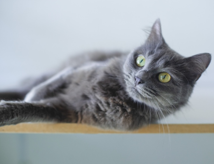 猫咪光吃不胖是不是有虫？