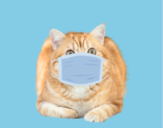 铲屎官必备冷知识：猫咪最讨厌的几种气味(图1)