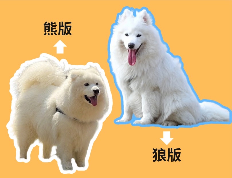 萨摩耶熊版和狼版的区别？看完这篇再也不迷
