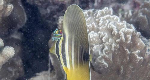 珍珠帆吊的饲养方法（打造健康活泼的珍珠帆吊宠物）(图2)