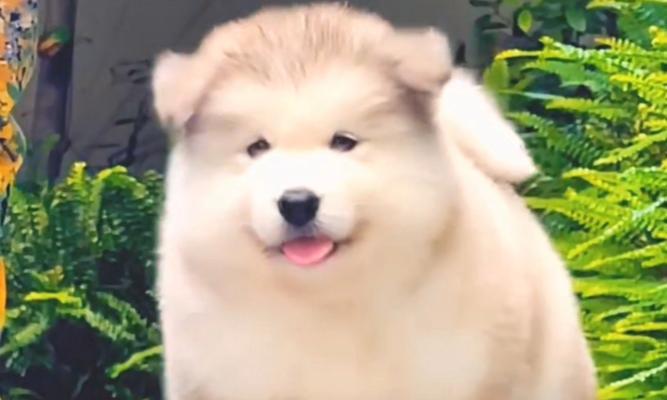 探秘阿拉斯加雪橇犬玩具（从宠物角度出发，了解不同类型雪橇犬玩具，提高宠物生活品质）(图1)