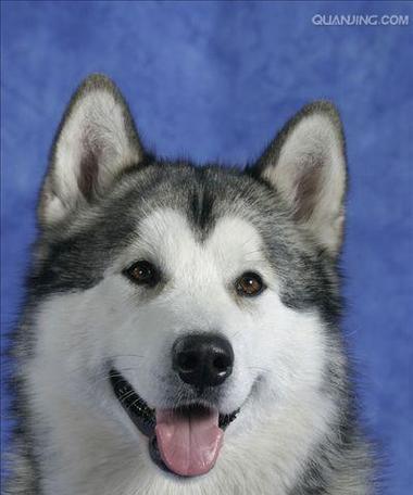 探秘阿拉斯加雪橇犬玩具（从宠物角度出发，了解不同类型雪橇犬玩具，提高宠物生活品质）(图2)