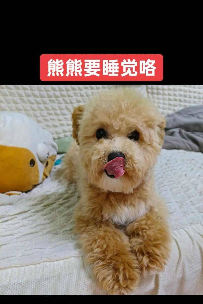 用个性化养成法养狗，让你的宠物更亲近你（通过培养个性养成法，让狗狗和你的关系更紧密）(图2)