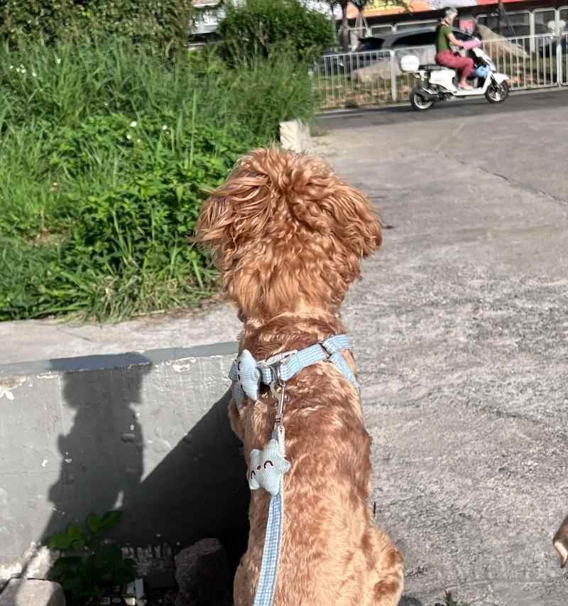 用个性化养成法养狗，让你的宠物更亲近你（通过培养个性养成法，让狗狗和你的关系更紧密）(图3)