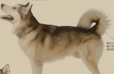 探秘阿拉斯加雪橇犬玩具（从宠物角度出发，了解不同类型雪橇犬玩具，提高宠物生活品质）(图3)