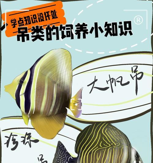 珍珠帆吊的饲养方法（打造健康活泼的珍珠帆吊宠物）(图3)