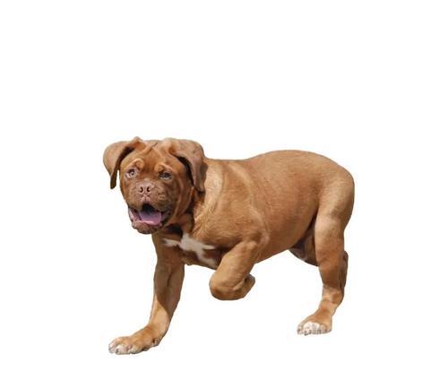 如何选择适合凯利蓝梗犬用的浴液（宠物护理必备，为你的凯利蓝梗犬提供最好的沐浴体验）(图1)