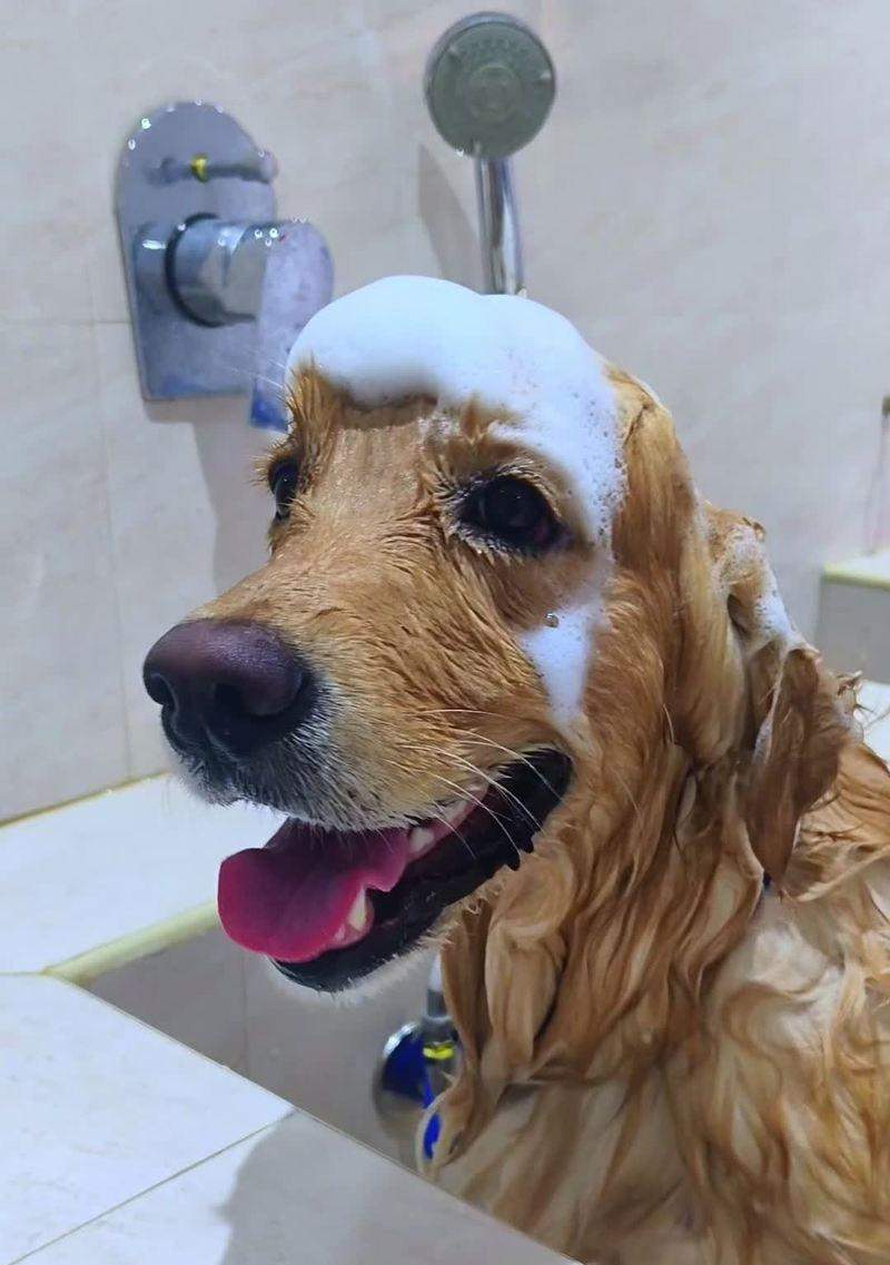 如何选择适合毛发长的狗狗的沐浴露（选对沐浴露，让狗狗的毛发更加健康）(图1)