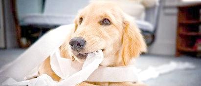 养狗应避免过度溺爱（以宠物为主，注意狗狗教育）(图2)