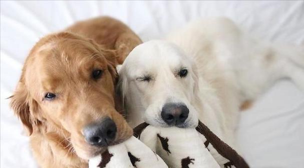 养狗应避免过度溺爱（以宠物为主，注意狗狗教育）(图1)