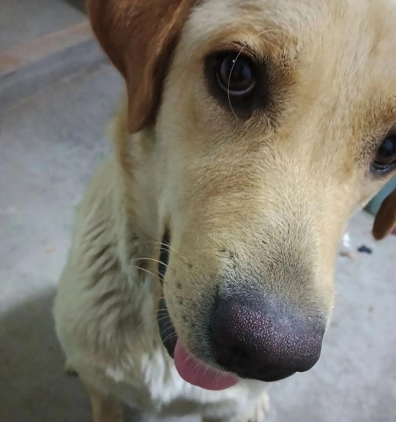 狗狗喝水的重要性及饮水量需求（探索狗狗为什么需要大量饮水和每日饮水量的建议）(图1)