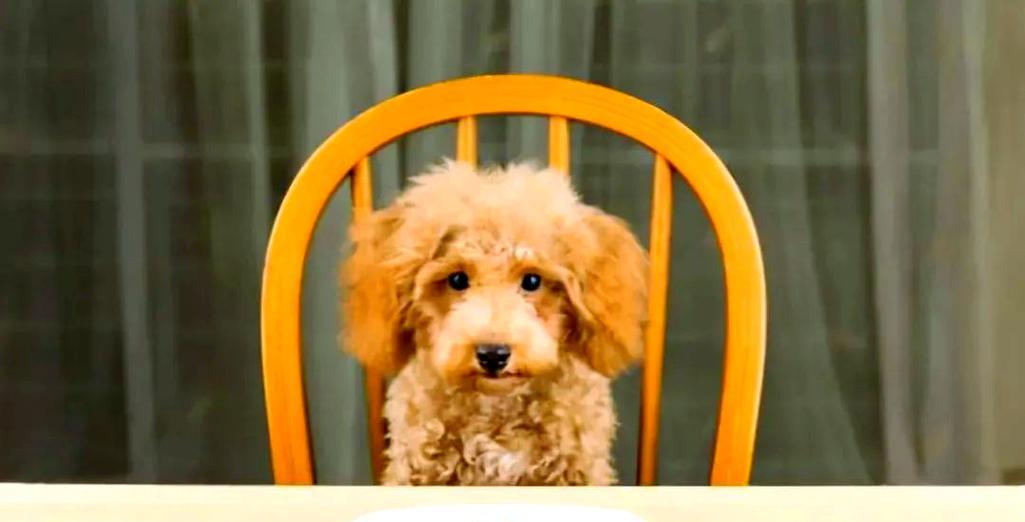 狗狗喝水的重要性及饮水量需求（探索狗狗为什么需要大量饮水和每日饮水量的建议）(图3)