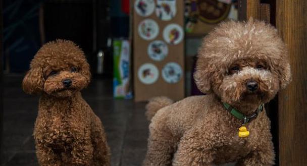 如何科学喂养你的贵宾犬（贵宾犬营养与健康、专业养犬知识解析）(图2)