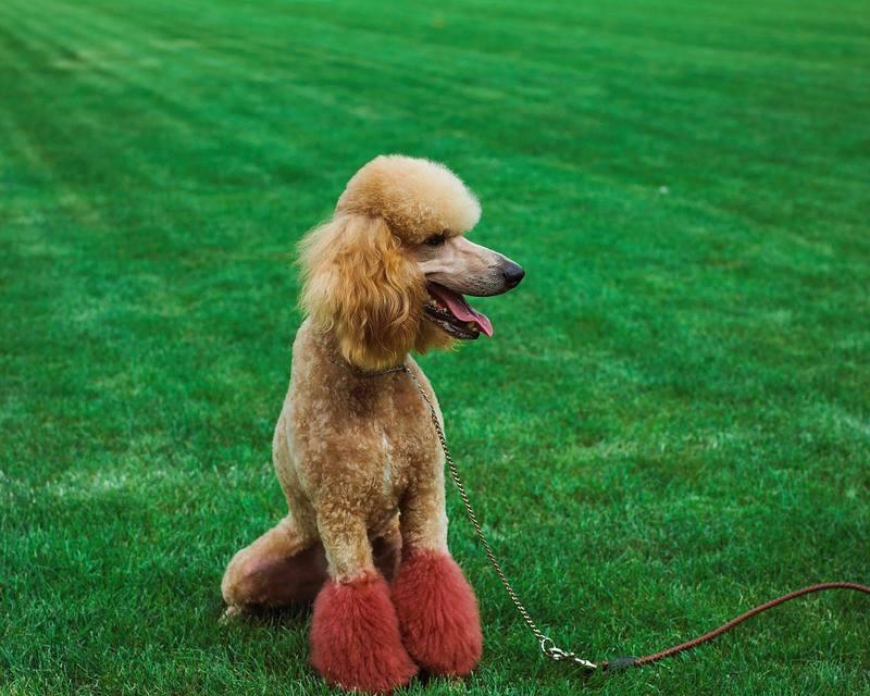 如何科学喂养你的贵宾犬（贵宾犬营养与健康、专业养犬知识解析）(图3)