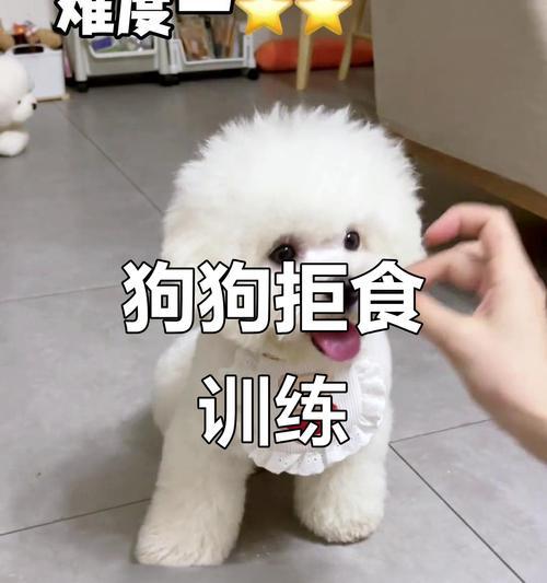 如何训练狗狗拒食他人食物（以宠物为主的实用技巧）(图2)