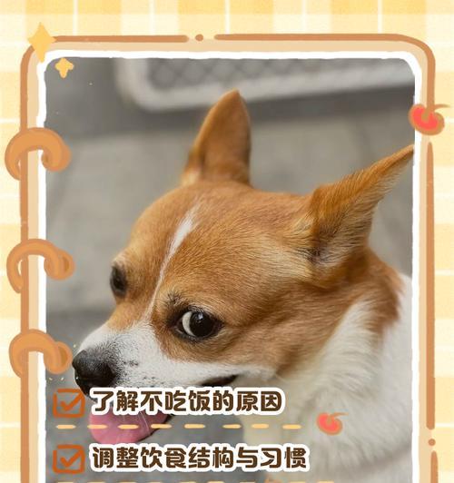 如何训练狗狗拒食他人食物（以宠物为主的实用技巧）(图1)