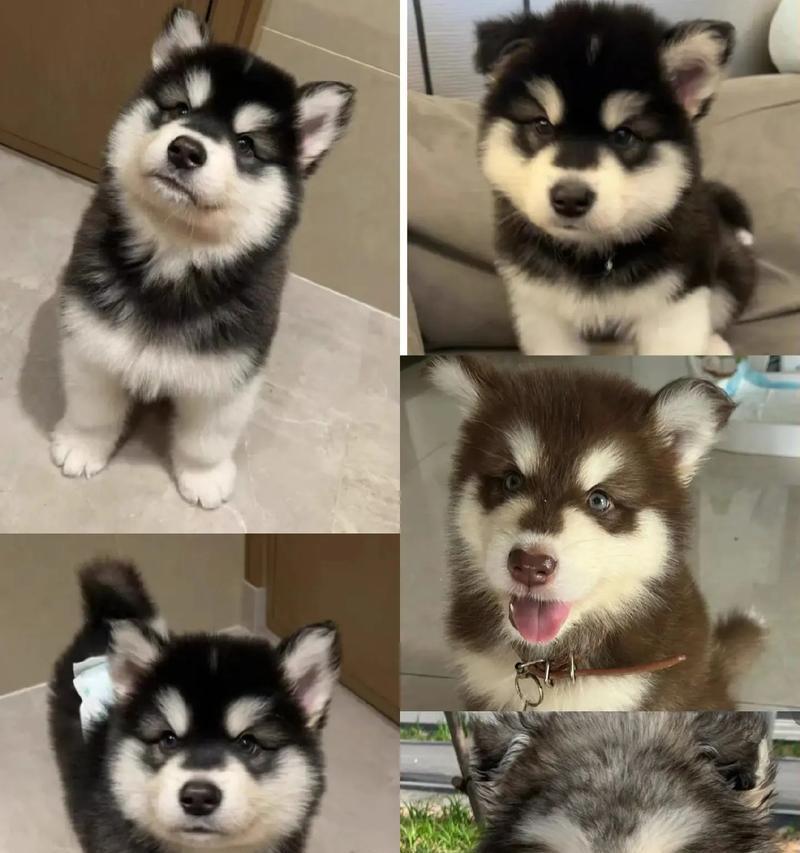 阿拉斯加犬产后宜吃哪些水果（宠物健康保障）(图4)