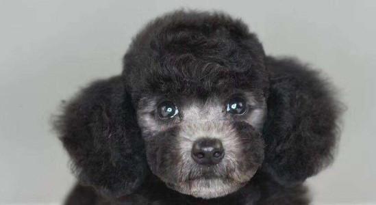 如何判断刚生的泰迪是否为灰色主题（以外貌、遗传和品种为依据的判断方法）(图1)