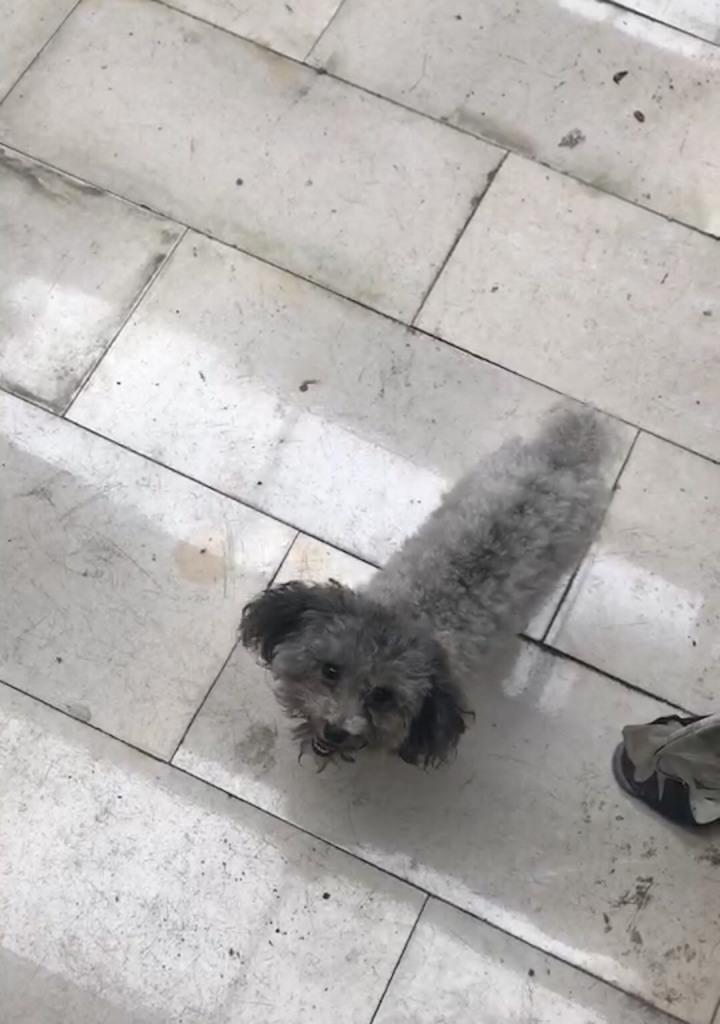 如何判断刚生的泰迪是否为灰色主题（以外貌、遗传和品种为依据的判断方法）(图2)