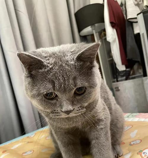 家猫连续两天呕吐急需救治！（猫咪生病了，如何正确护理？）(图2)