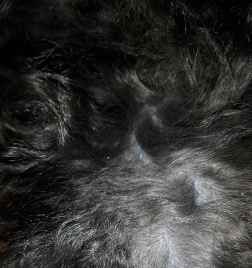 如何判断刚生的泰迪是否为灰色主题（以外貌、遗传和品种为依据的判断方法）(图3)