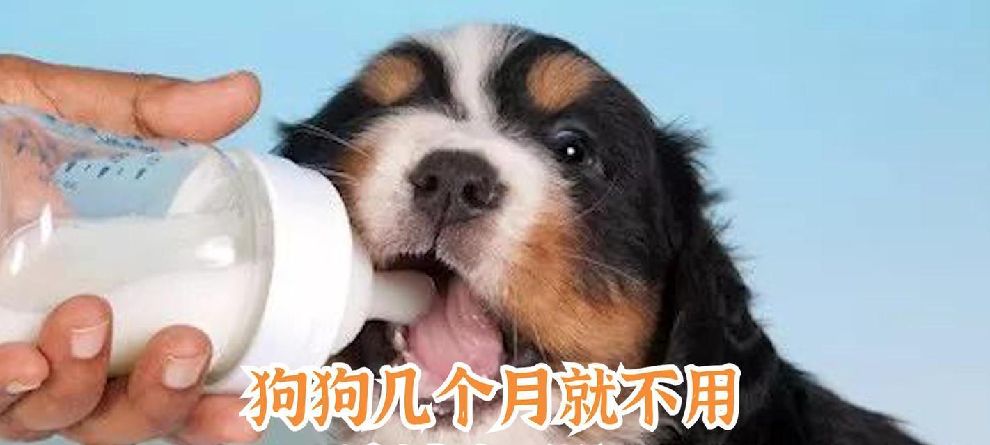 狗狗能喝配方奶粉吗？（了解狗狗的营养需求和喂养方法）(图3)