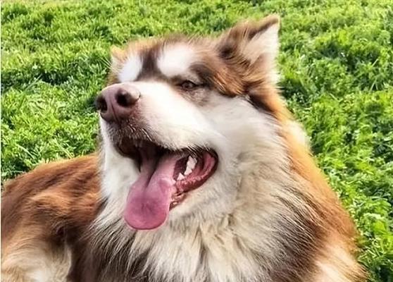 阿拉斯加犬产后宜吃哪些水果（宠物健康保障）(图2)