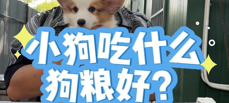 幼犬可否食用成年狗粮？（了解幼犬和成年狗粮的区别及选择）(图3)