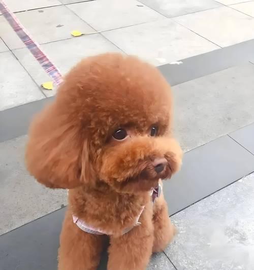 选对狗粮，让泰迪毛发亮如新（如何选择适合泰迪的狗粮）(图2)