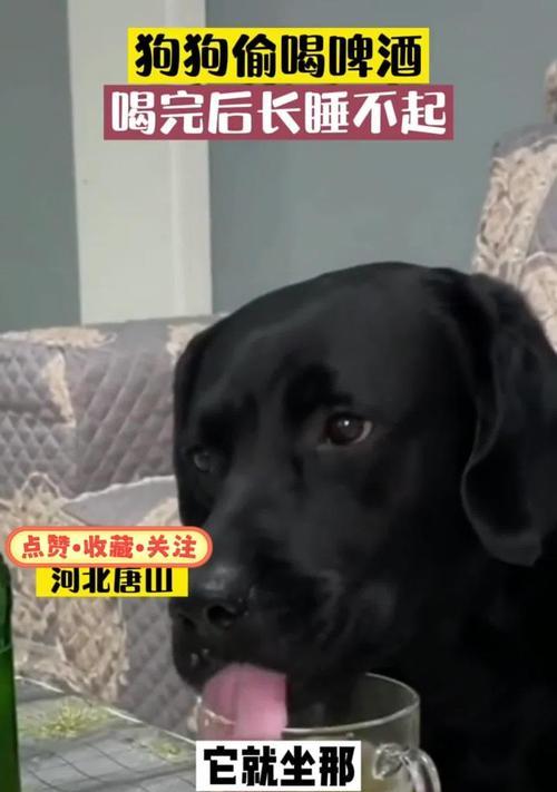 狗能喝啤酒吗？喝啤酒对狗有何影响？（宠物主人必看，了解狗喝啤酒的危害和预防措施！）(图1)
