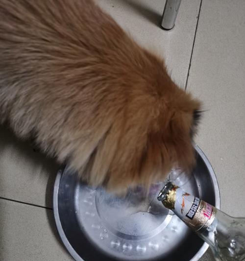 狗能喝啤酒吗？喝啤酒对狗有何影响？（宠物主人必看，了解狗喝啤酒的危害和预防措施！）(图3)