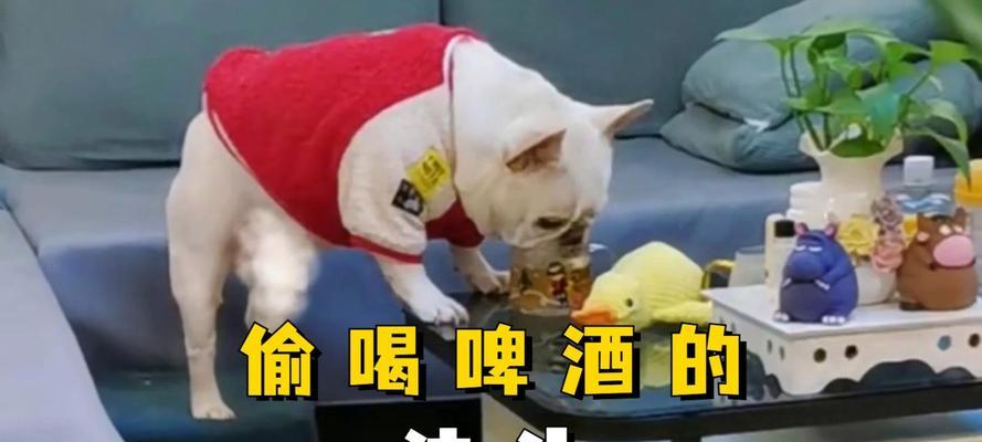 狗能喝啤酒吗？喝啤酒对狗有何影响？（宠物主人必看，了解狗喝啤酒的危害和预防措施！）(图2)