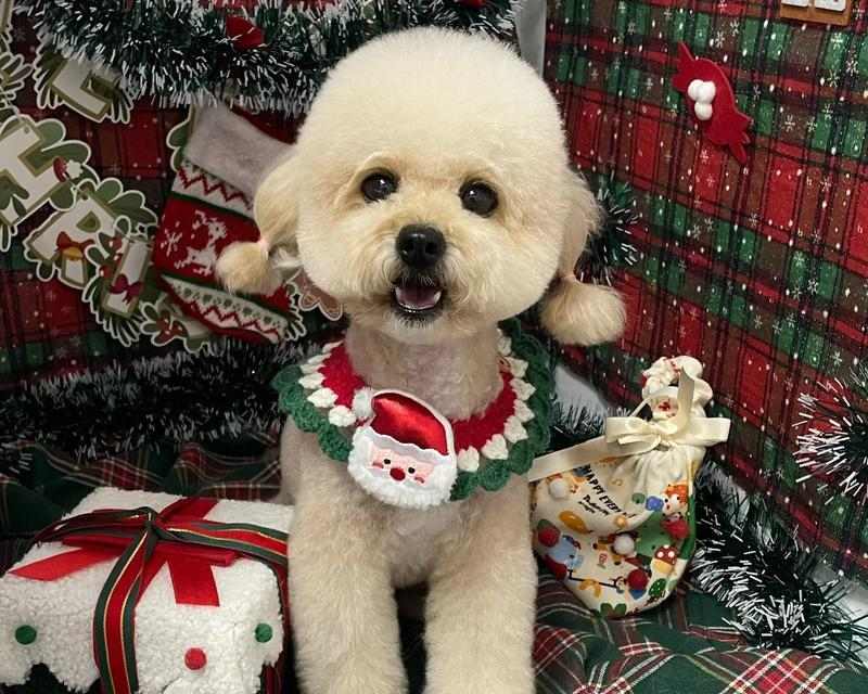 狗狗最喜欢的小朋友（以温顺友好为特点的狗狗品种及养护要点）(图2)