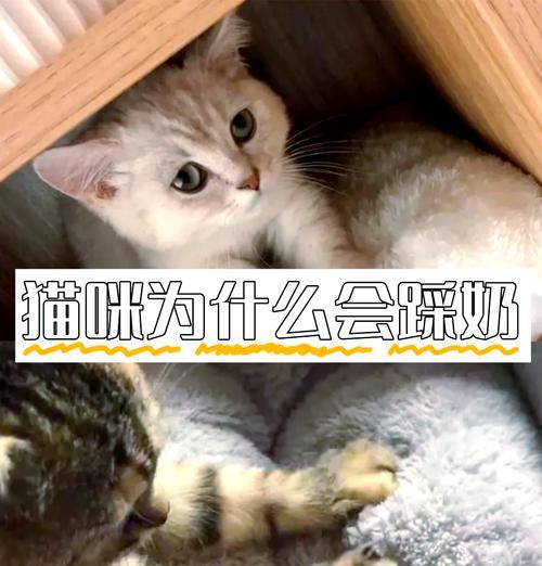 猫咪踩奶的时间究竟有多久？（解密猫咪踩奶行为背后的奥秘）(图1)