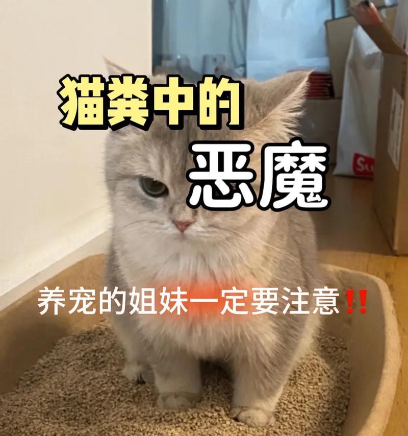 猫咪的繁殖周期与再怀孕时间（探究猫咪再次怀孕的间隔期和生育能力）(图3)