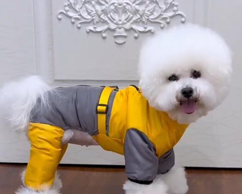 贵宾犬冬天是否需要穿衣服？（探讨贵宾犬对冷天的适应能力及是否需要额外保暖）(图1)