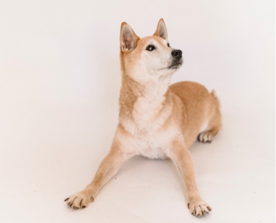 凌晨5点被狗叫吵醒？从行为逻辑破解狗狗早起吠叫难题(图2)