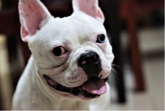 凌晨5点被狗叫吵醒？从行为逻辑破解狗狗早起吠叫难题(图4)