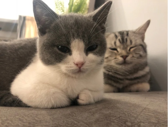 猫的智商也有参差？怎么看你家猫聪不聪明？(图4)