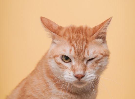 怎么阻止猫咪在床上尿尿？(图4)