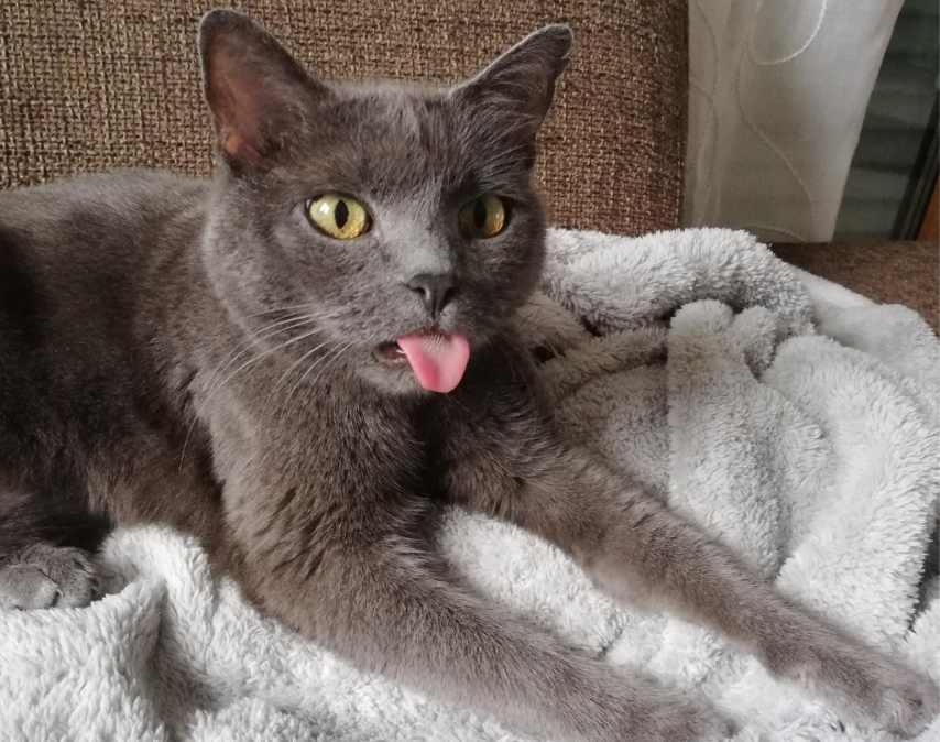 怎么阻止猫咪在床上尿尿？(图1)