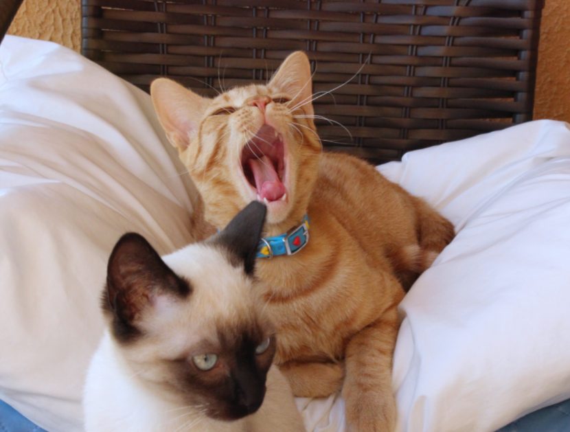 猫也会吃醋？盘点猫咪吃醋的5种表现