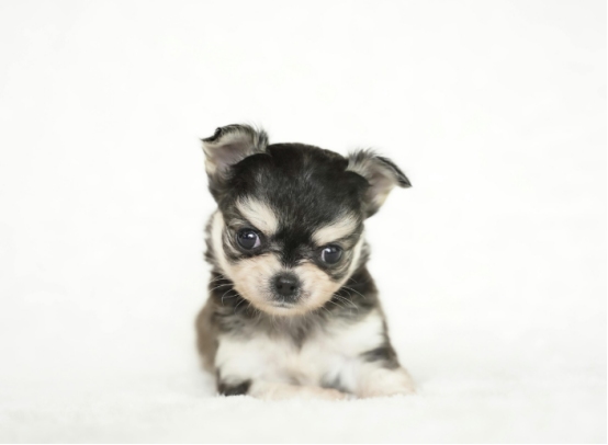 小奶狗刚到家就软便拉稀？别慌，真相和处理方法在这里！(图2)