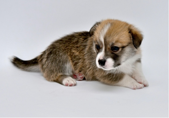 小奶狗刚到家就软便拉稀？别慌，真相和处理方法在这里！(图1)