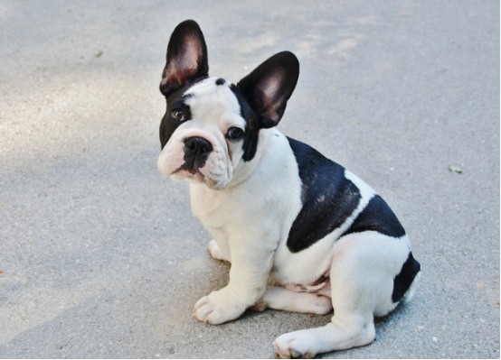 狗狗7岁＝人类50岁！警惕这些老年病的早期信号(图1)