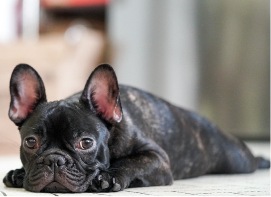 狗狗7岁＝人类50岁！警惕这些老年病的早期信号(图5)