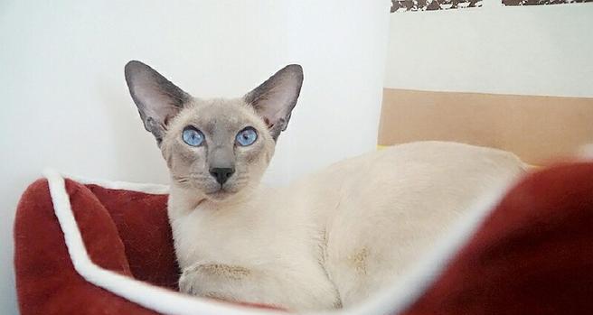 探秘传统暹罗猫——优雅与高贵的代表（传承千年的优良品种，这些细节你一定要知道）(图2)