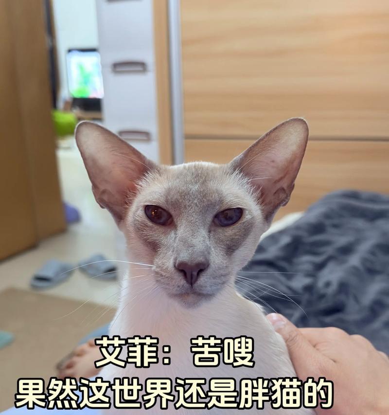 探秘传统暹罗猫——优雅与高贵的代表（传承千年的优良品种，这些细节你一定要知道）(图3)