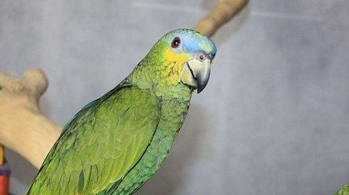 橙翅亚马逊鹦鹉的饲养方法（如何照顾你的亚马逊鹦鹉）(图3)